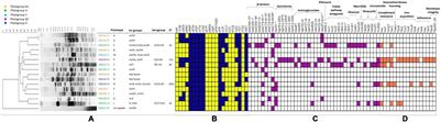 Wild Boars as an Indicator of Environmental Spread of ESβL-Producing Escherichia coli